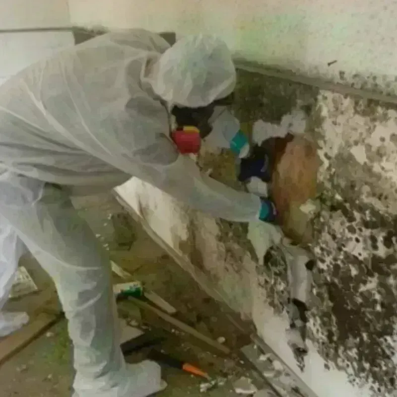 Mold Remediation and Removal in Wise County, TX